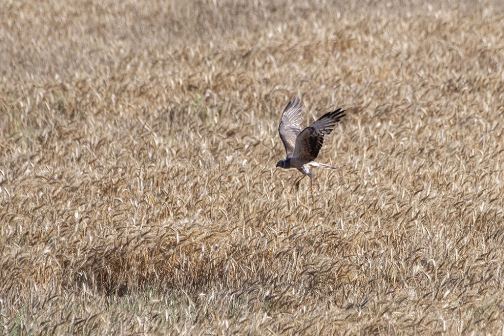 Albanella pallida juv